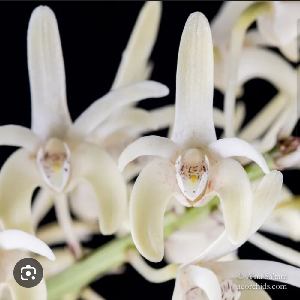 Dendrobium speciosum var penduculatum Real Orchid Plant